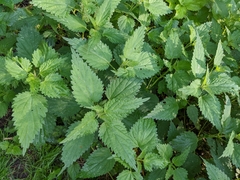 Urtica dioica