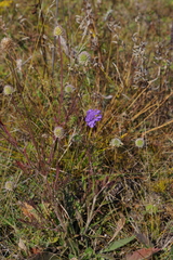 Scabiosa comosa
