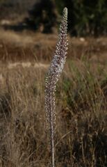 Drimia pancration