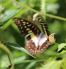 Graphium meyeri
