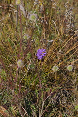 Scabiosa comosa