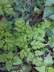 Anthriscus sylvestris