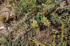 Oxytropis oxyphylla