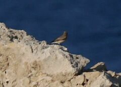 Oenanthe hispanica
