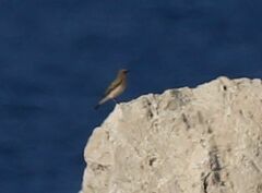 Oenanthe hispanica