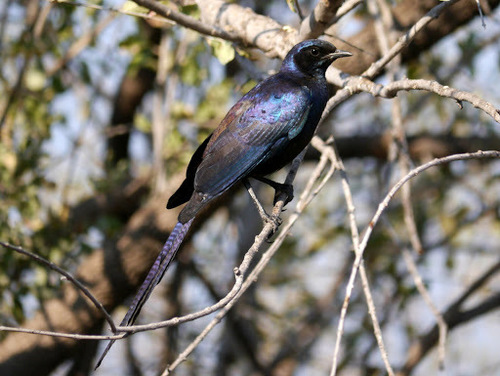 Lamprotornis mevesii