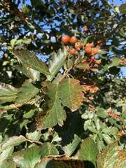 Scandosorbus
