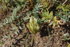 Oxytropis oxyphylla