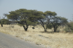 Struthio camelus australis