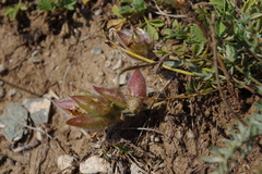 Oxytropis oxyphylla