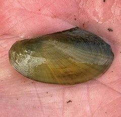 Potamilus fragilis