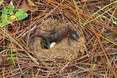 Agamidae