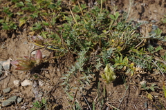 Oxytropis oxyphylla