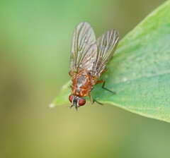 Muscoidea