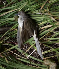 Coccyzus erythropthalmus