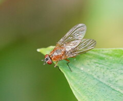 Muscoidea