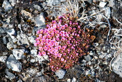 Androsace ochotensis