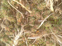 Cardionema ramosissimum