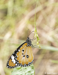 Danaus petilia
