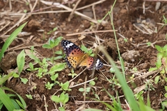 Argynnis hyperbius