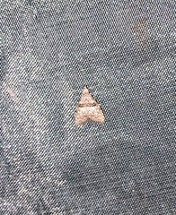 Njalkanola bimaculata