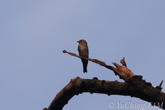 Muscicapa sibirica