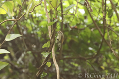 Picumnus innominatus
