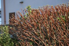 Euphorbia dendroides