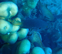 Pomacentrus flavioculus