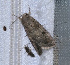 Spodoptera cilium