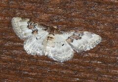 Idaea rusticata