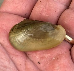 Potamilus fragilis