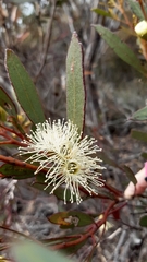 Eucalyptus leucoxylon