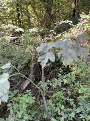 Heracleum sphondylium