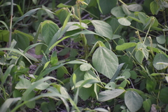 Hylodesmum repandum