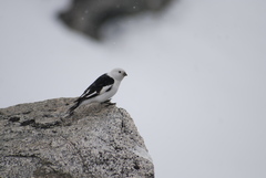 Plectrophenax nivalis