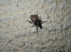 Otiorhynchus sulcatus