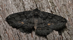 Melanodes anthracitaria