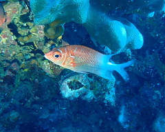 Sargocentron caudimaculatum