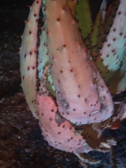 Aloe marlothii