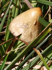 Psilocybe semilanceata
