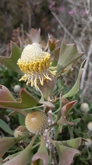 Isopogon trilobus