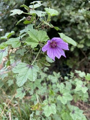 Malva arborea