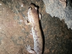 Plethodontinae