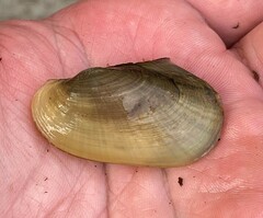 Potamilus fragilis