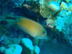 Ctenochaetus cyanocheilus