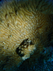 Merulina scabricula