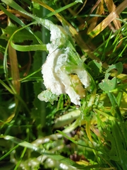Didymium mucilago