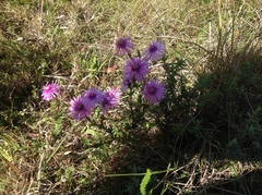 Lampranthus elegans