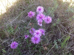 Lampranthus elegans